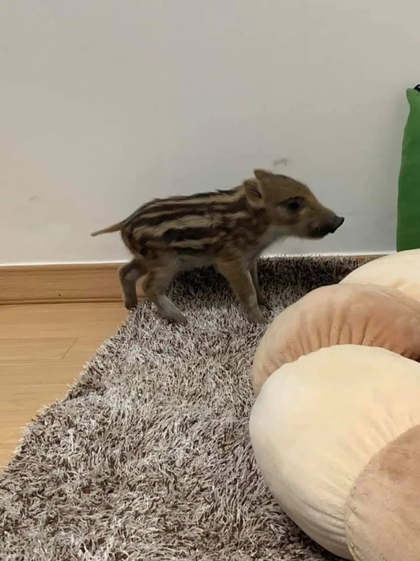 산책하다 맷돼지 쭈워옴 ㅋㅋ