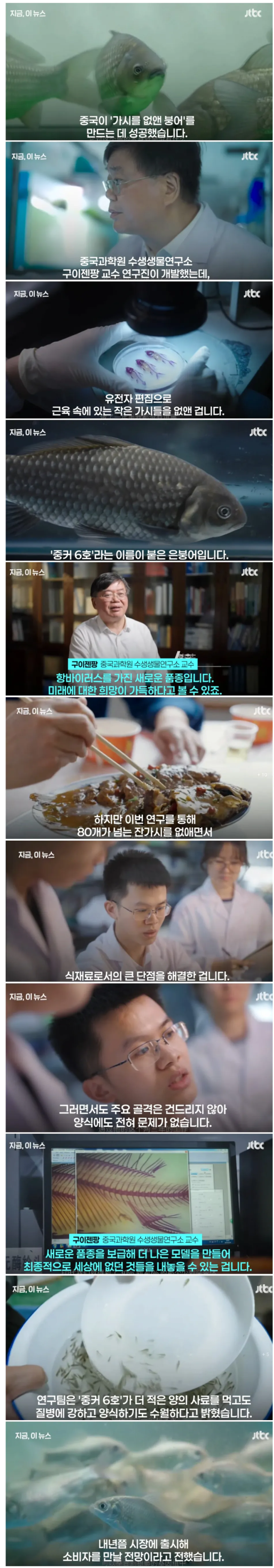 가시가 없는 붕어 개발