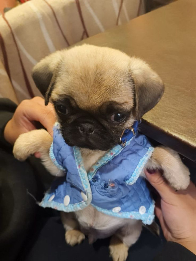 하 돈으로부터 좀