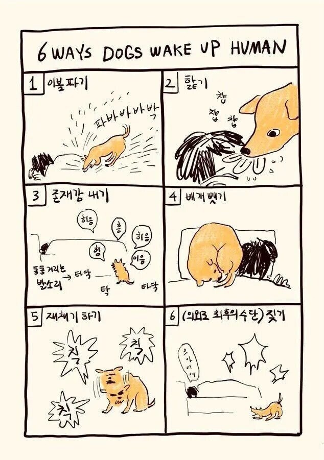 개가 인간을 깨우는 방법들
