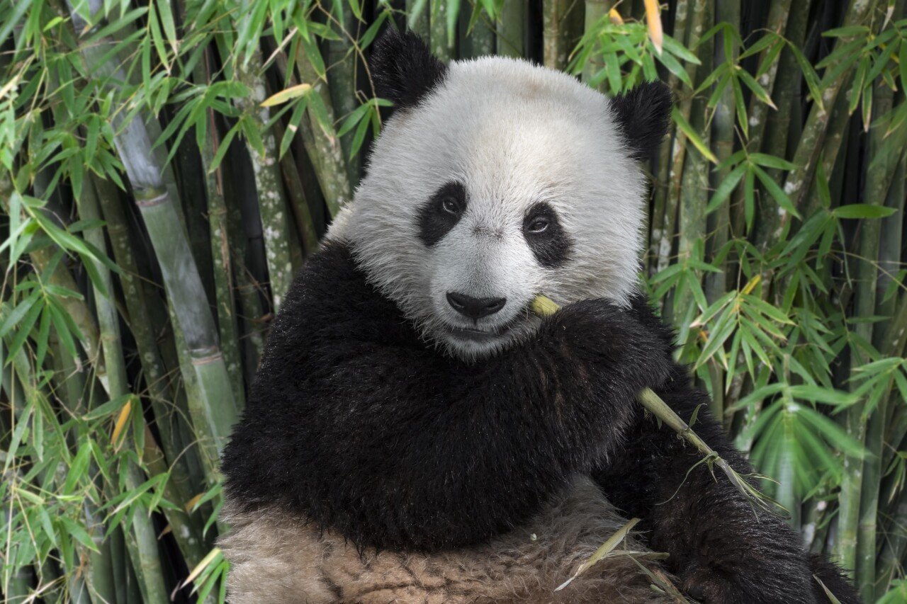 image_bf159462-6b58-4666-83f5-703182fd5a03.jpg 아주 개쓰레기같은 소화기관을 가진 동물 갑..