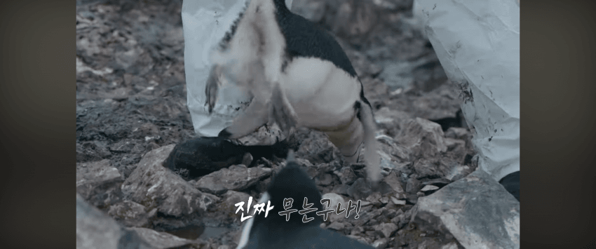 PNG 이미지.png 남극에서 펭귄을 만지면 불법일까? GPT야 알려줘!