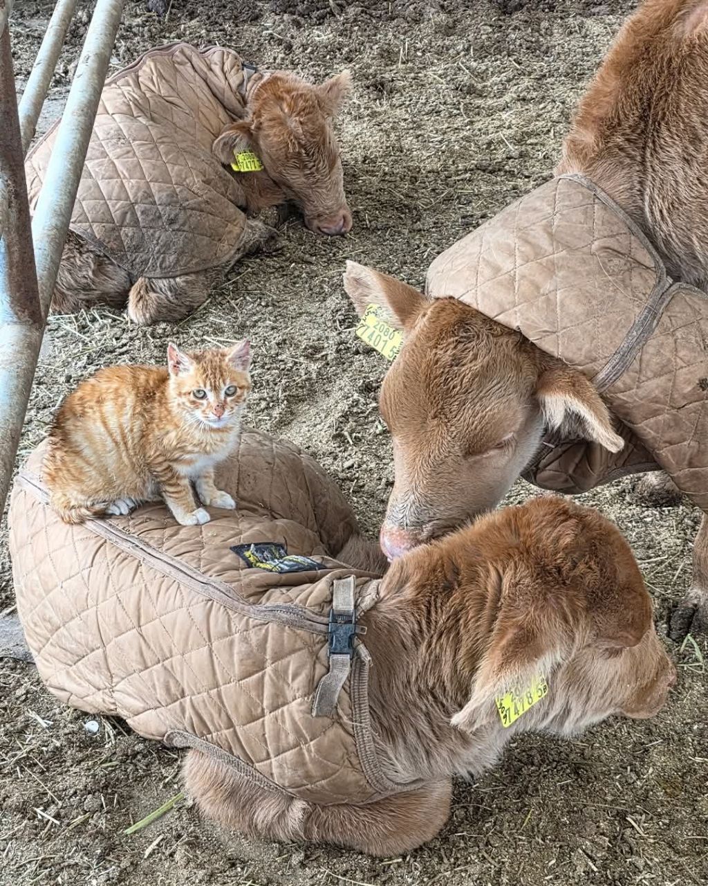 7104b3efdd3d63f9f2d8b9a7a73e6fa8219a6d1d.jpg 송아지 태어나서 게임중 탈주함.jpg