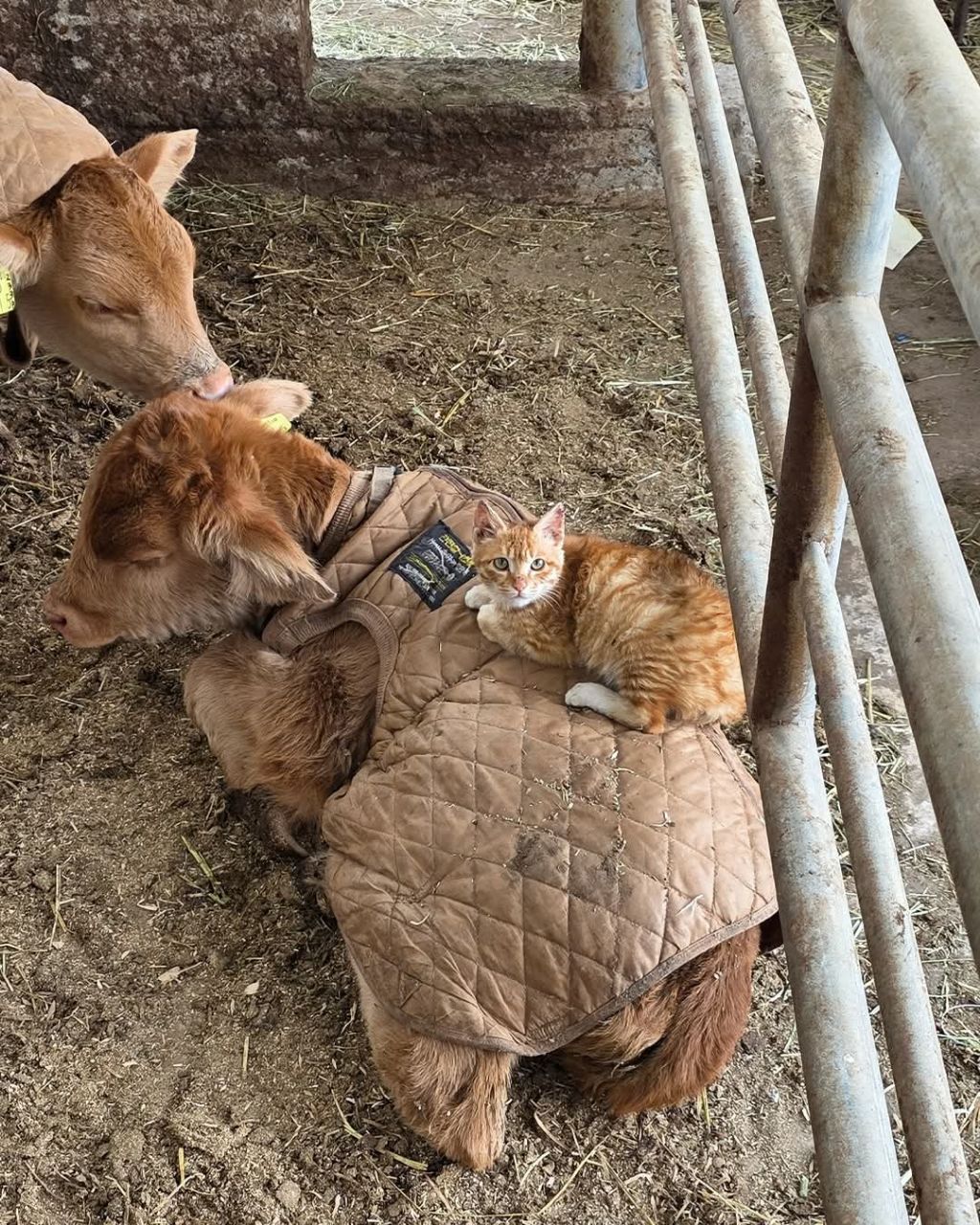 87bdf01a07c57954a7e6dcc9acdb7ddbd7159762.jpg 송아지 태어나서 게임중 탈주함.jpg