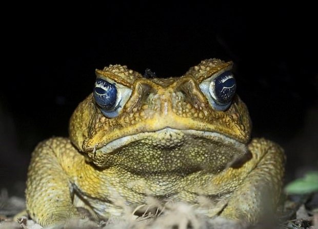 SSI_2020060508521900_V.jpg 백종원이 잘한거