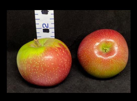 Red Cathead.jpg 신기한 옛날 사과 '벤 데이비스'