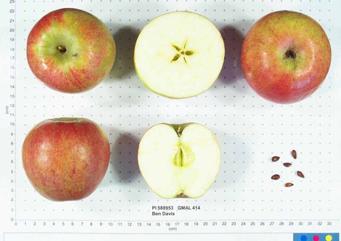 PI_588953_1.jpg 신기한 옛날 사과 '벤 데이비스'