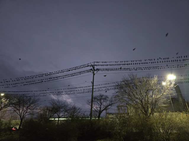 20251204_174510.jpg 경기도 오산 까마귀 근황.jpg