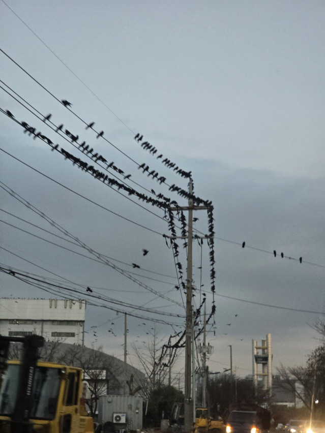 20251204_171812.jpg 경기도 오산 까마귀 근황.jpg