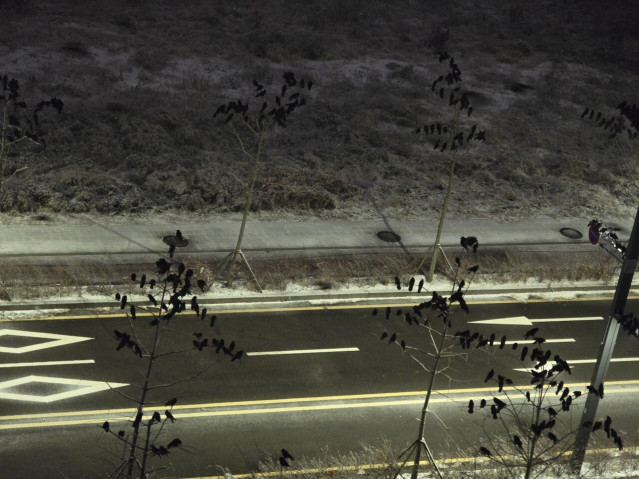 20251204_202411.jpg 경기도 오산 까마귀 근황.jpg